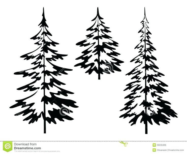 736x605 Redwood Vs Douglas Fir Redwood Vs Cedar - Douglas Fir Tree Drawing