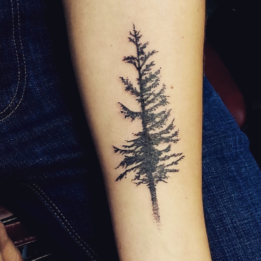 900x900 Sean - Douglas Fir Tree Drawing