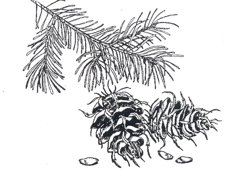 780x609 Small Wonders Douglas Fir - Douglas Fir Tree Drawing