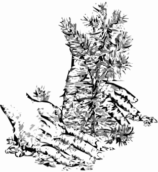 312x340 twig drawing douglas fir transparent png clipart free download - Douglas Fir Tree Drawing