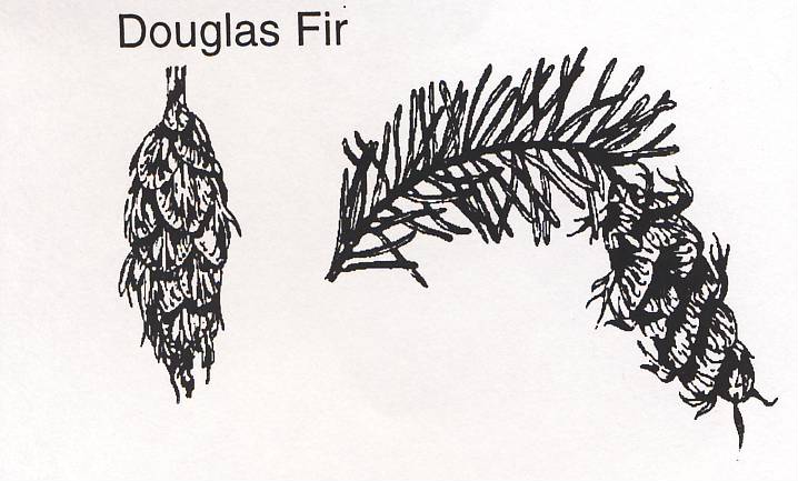 718x433 Douglas Fir - Douglas Fir Tree Drawing