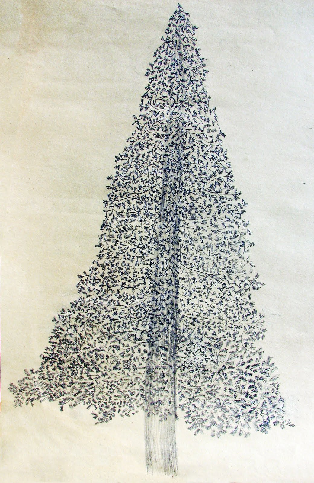 1040x1600 Douglas Fir Tree Drawing - Douglas Fir Tree Drawing