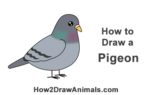 500x315 How To Draw A Pigeon - Dove Bird Drawing