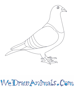 300x350 How To Draw A Pigeon - Dove Bird Drawing
