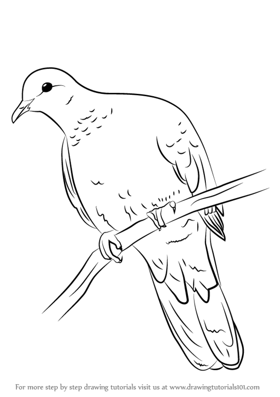 566x800 Learn How To Draw A Laughing Dove - Dove Bird Drawing