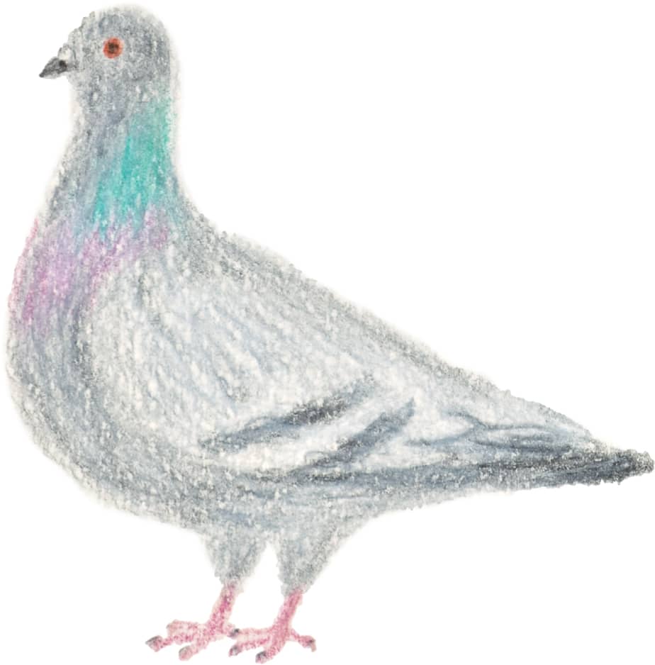 924x938 Pigeon - Dove Bird Drawing