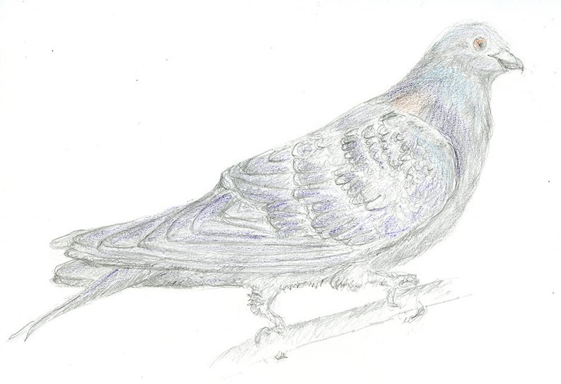 794x544 Pigeon Original Drawing Rock Dove Bird Art In Pencil Etsy - Dove Bird Drawing