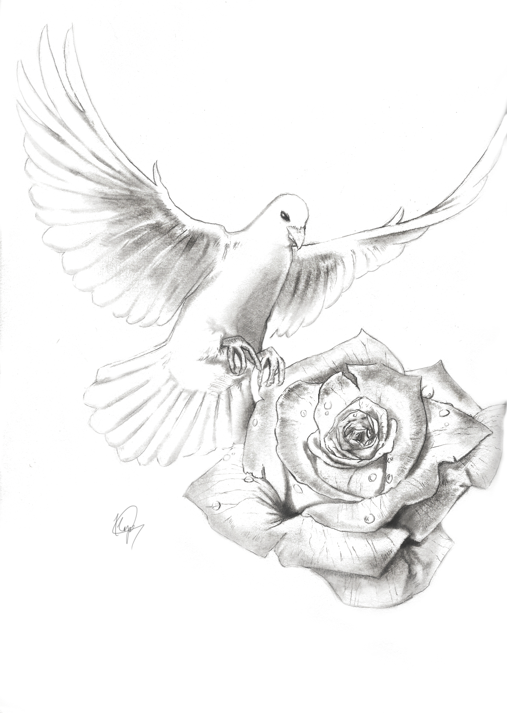 Flying Dove Drawing at Explore collection of