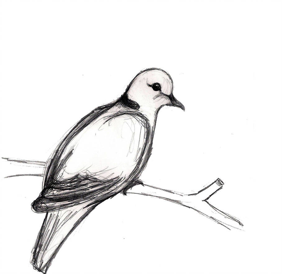 908x880 Dove Drawing - Dove Drawing