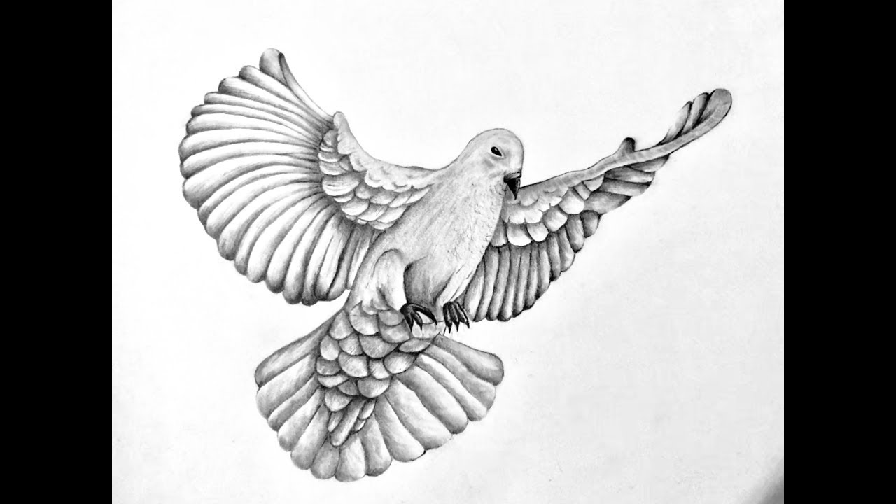 1280x720 Drawing A Realistic Dove - Dove Drawing