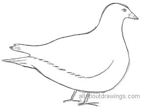 288x222 How To Create Dove Drawings - Dove Drawing