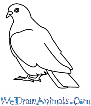 300x350 How To Draw A Dove - Dove Drawing