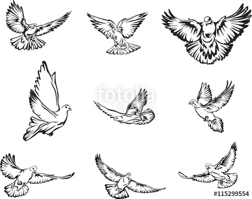 500x394 dove, flying dove black and white image, options image, vector - Dove Drawing