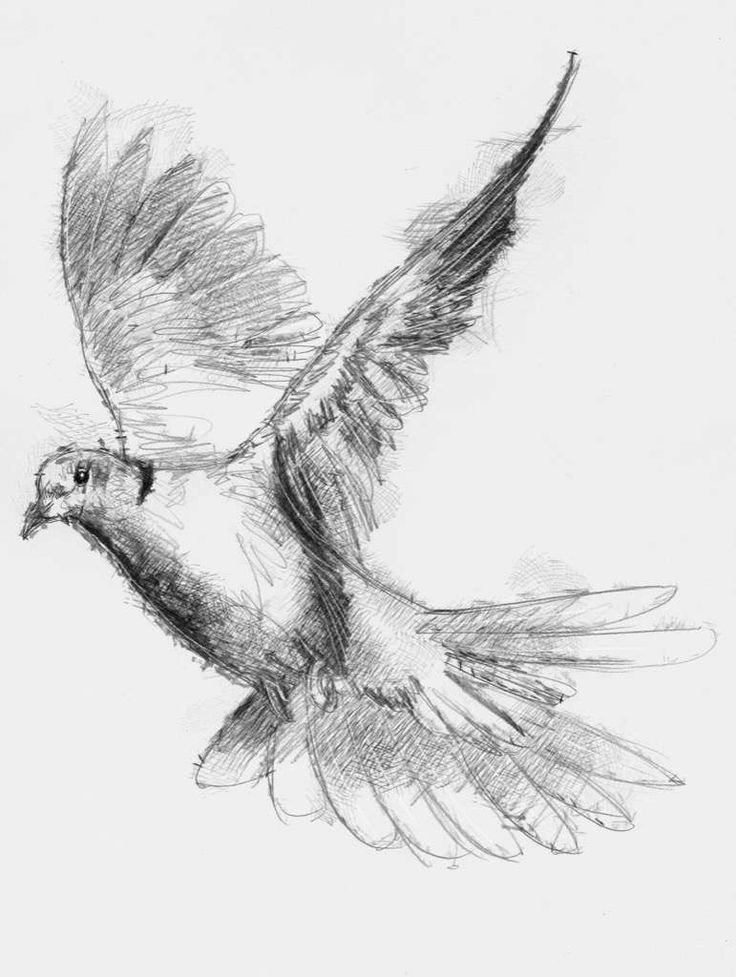 736x977 Dove Drawing, Pencil, Sketch, Colorful, Realistic Art Images - Dove Drawing
