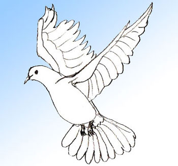 350x326 How To Draw A Dove - Dove Drawing Images