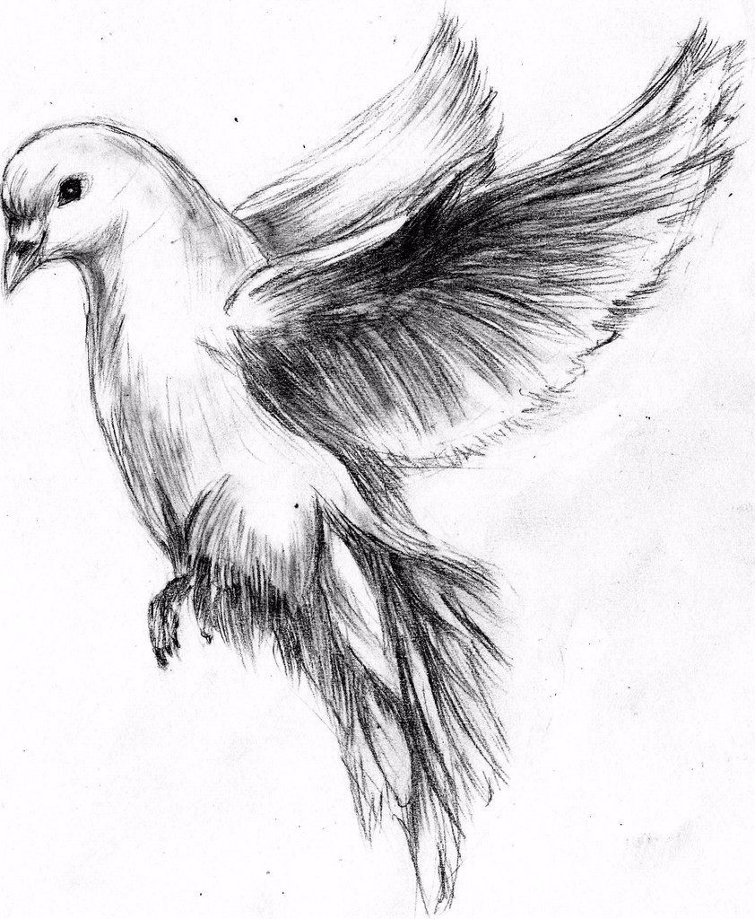 842x1024 Dove Drawing - Dove Drawing Images
