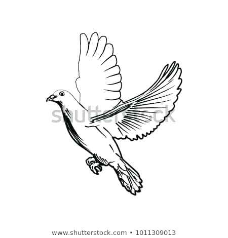 Dove Drawing Outline at PaintingValley.com | Explore collection of Dove ...