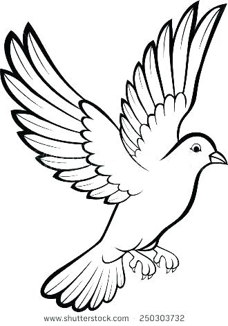 Dove Drawing Outline at PaintingValley.com | Explore collection of Dove ...