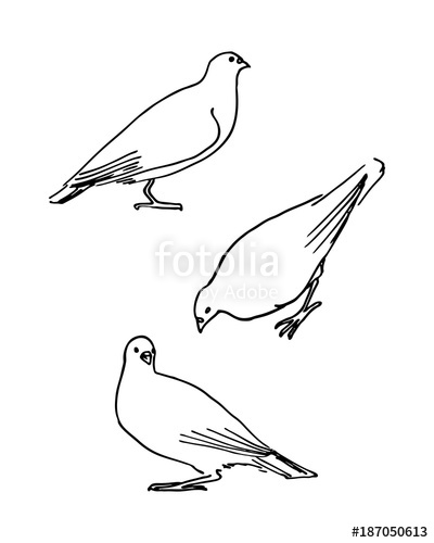 400x500 Hand Drawn Outline Pigeons On White Background Vector - Dove Drawing Outline