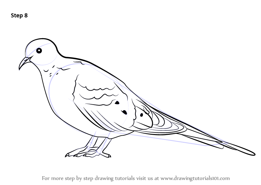 843x596 Learn How To Draw A Mourning Dove - Dove Drawing Outline