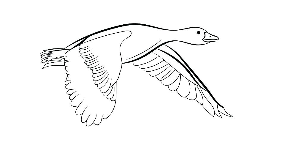 960x552 Outline Drawings Of Shop Library Dove Bird Images Birds Buy Clip - Dove Drawing Outline