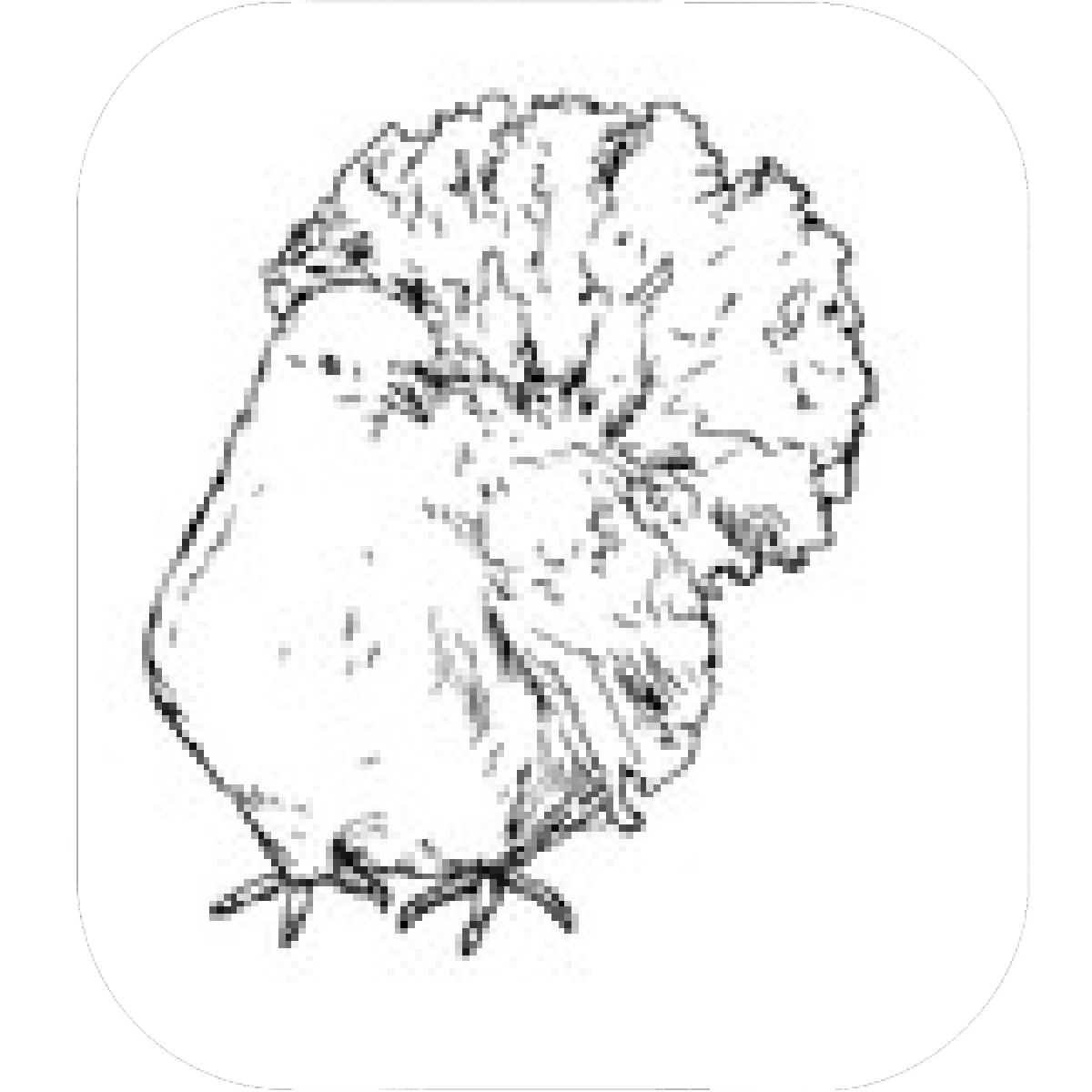 1200x1200 Designs Mein Mousepad Design Mousepad Selbst Designen - Dove Drawing Outline