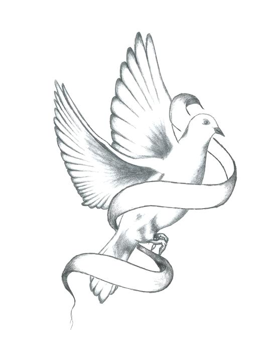 542x720 Drawings Of Doves Dove Peace Enkrateia - Dove Drawing Pictures