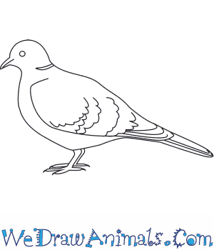 300x350 how to draw a collared dove - Dove Drawing Pictures