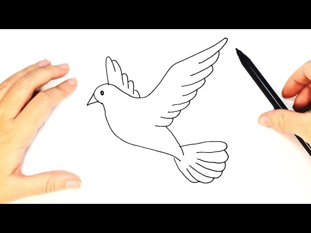 640x480 How To Draw A Dove For Kids Dove Drawing Tutorial - Dove Drawing Pictures