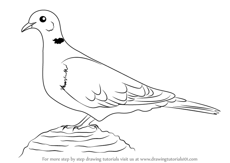 800x566 learn how to draw a collared dove - Dove Drawing Pictures