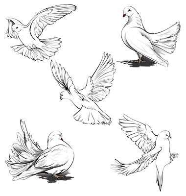380x400 astonishing how to draw a dove helpsite us - Dove Drawing Pictures