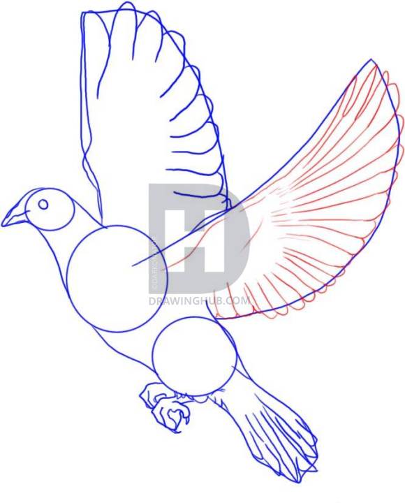 580x720 How To Draw A Dove - Dove Drawing Pictures