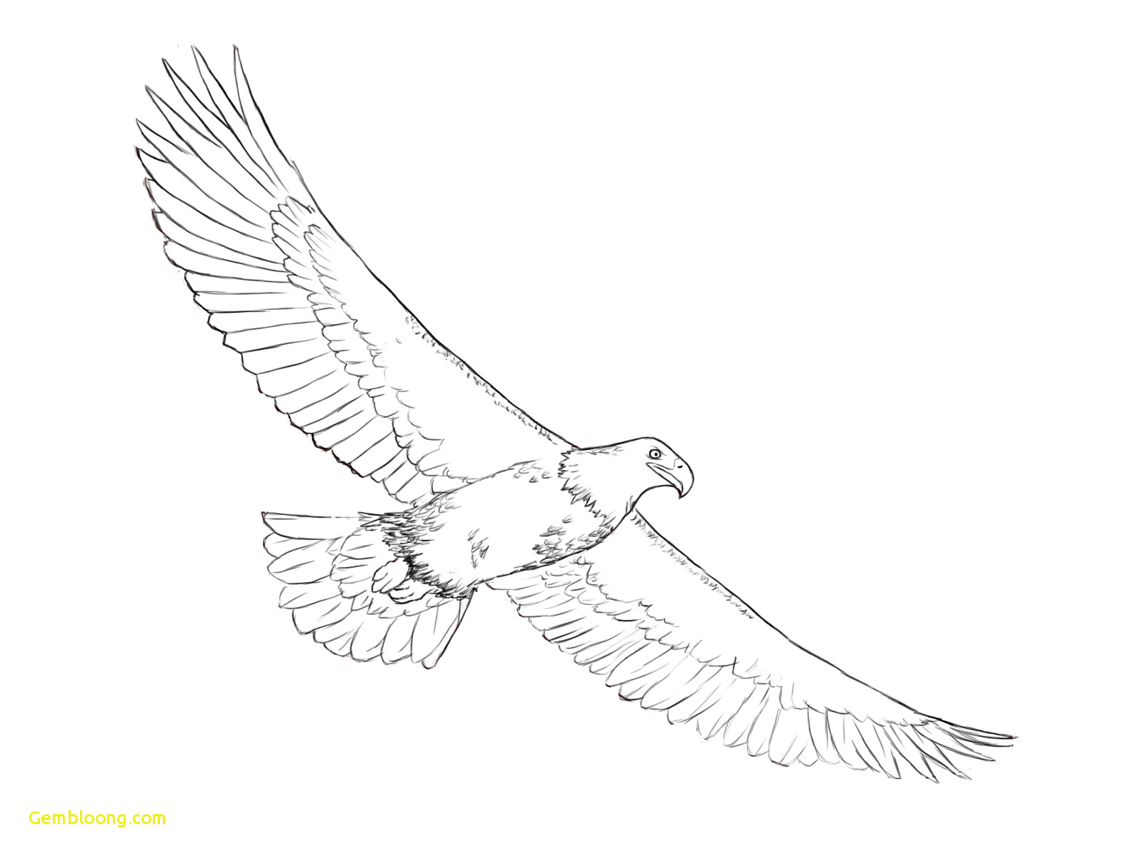 1600x1200 dove drawing easy precious feather with birds drawing - Dove Drawing Pictures