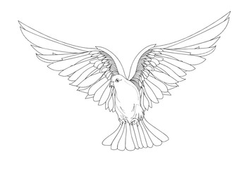 353x240 dove in free flight isolated on white background - Dove In Flight Drawing
