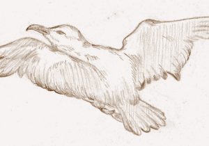 300x210 Flying Birds Drawing Pencil Flying Birds Pencil Drawing Pencil - Dove In Flight Drawing