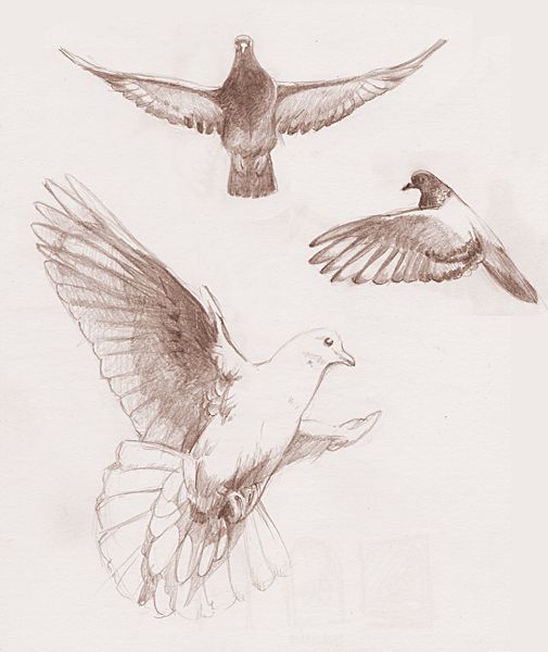 505x600 Flying Dove Studies - Dove In Flight Drawing