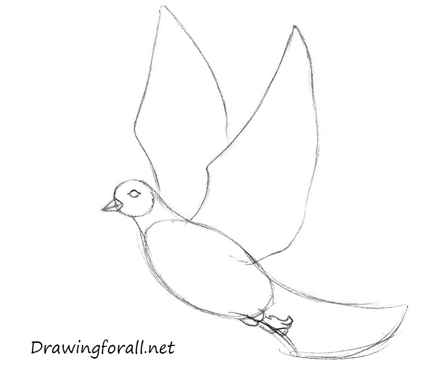 900x751 Huge Collection Of 'dove Drawing' Download More Than Images - Dove In Flight Drawing