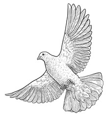 Dove In Flight Drawing at PaintingValley.com | Explore collection of ...