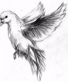 236x286 Flying Dove Pencil Drawing - Dove In Flight Drawing