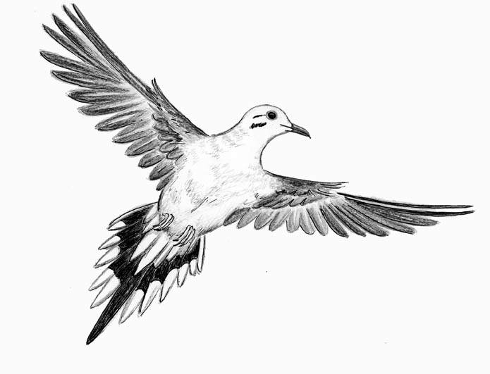 Dove In Flight Drawing at Explore collection of