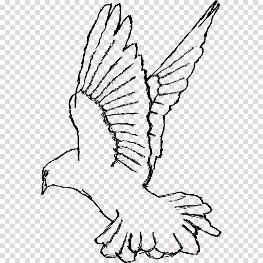 900x900 Drawing, Pencil, Sketch, Transparent Png Image Clipart Free Download - Dove Line Drawing