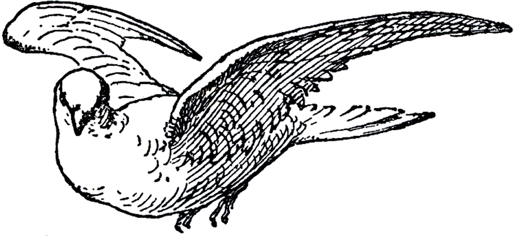 1800x828 Free Dove Line Art! - Dove Line Drawing