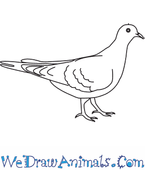 300x350 How To Draw A Ufeffturtle Dove - Dove Line Drawing