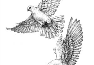 300x210 Simple Dove Drawing Black White Line Drawing Dove Stock - Dove Line Drawing