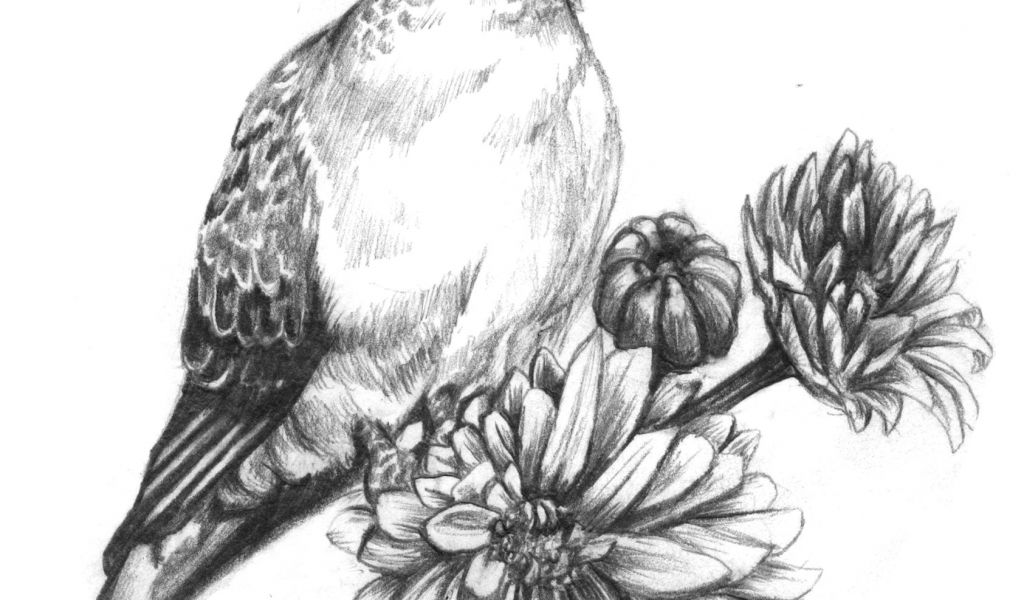 1024x600 Drawings Of Doves And Roses Mourning Dove Tattoo Mourning Dove - Dove Tattoo Drawing