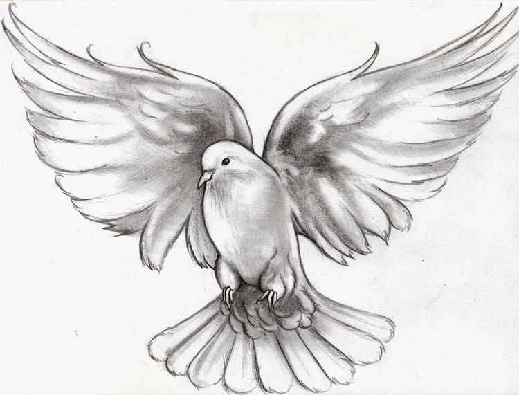 750x571 Flying Dove Tattoo Meaning Cutie Birdie Dove - Dove Tattoo Drawing
