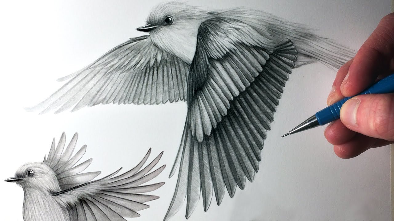 1280x720 How To Draw Birds Flying - Dove Wings Drawing