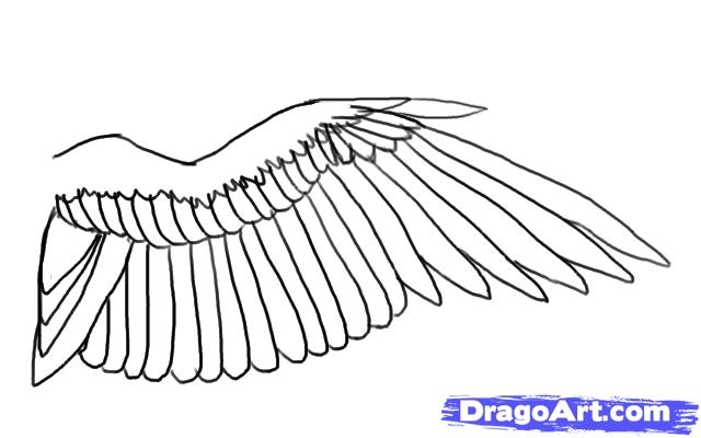 640x400 How To Draw A Bird Wing, Step - Dove Wings Drawing