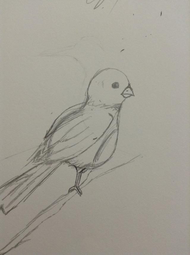 640x857 How To Paintdraw Birdswings - Dove Wings Drawing