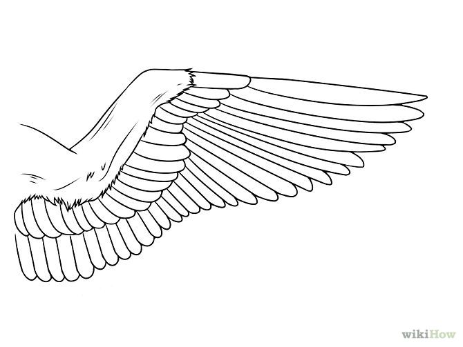 670x503 Ideas Wings Drawing, Dove Wing, Drawings - Dove Wings Drawing